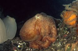 Lesser Octopus, St Abbs, Scotland. 60mm. by Derek Haslam 